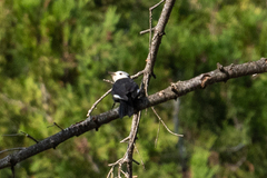 Dryobates albolarvatus