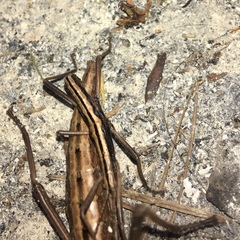 Anisomorpha buprestoides
