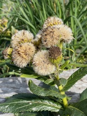 Senecio pseudoarnica