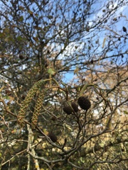 Alnus glutinosa