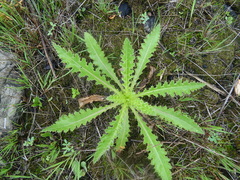 Cirsium acaule esculentum