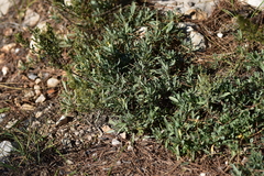 Artemisia caerulescens