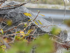 Phoenicurus ochruros