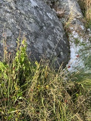 Juncus conglomeratus
