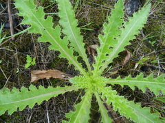 Cirsium acaule esculentum