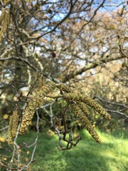 Alnus glutinosa