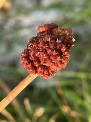 Juncus conglomeratus