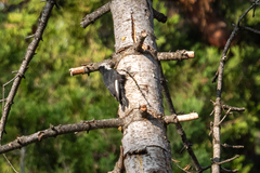 Dryobates albolarvatus