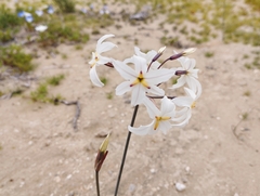 Leucocoryne appendiculata