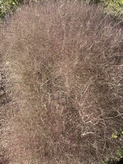 Muhlenbergia porteri