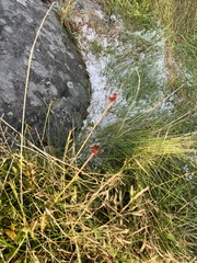 Juncus conglomeratus