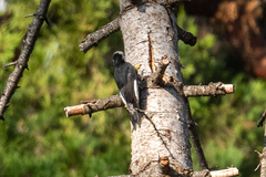 Dryobates albolarvatus