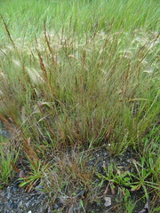 Agrostis stolonifera
