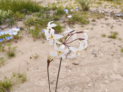 Leucocoryne appendiculata