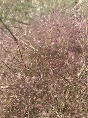 Muhlenbergia porteri