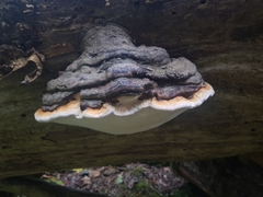 Fomitopsis pinicola