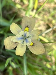 Moraea vegeta