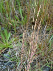 Agrostis stolonifera