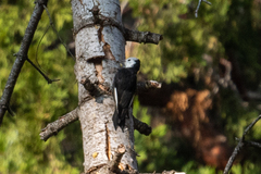 Dryobates albolarvatus