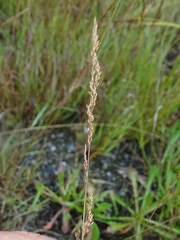 Agrostis stolonifera