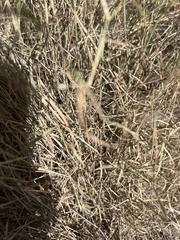 Muhlenbergia porteri