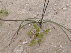 Leucocoryne appendiculata