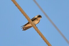 Petrochelidon nigricans