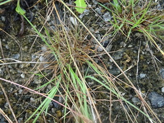 Agrostis stolonifera