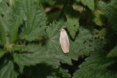 Eilema griseola
