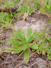 Hypochaeris glabra