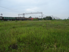 Agrostis stolonifera