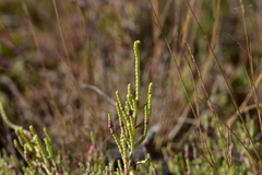 Arthrocaulon macrostachyum