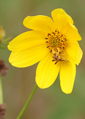 Bidens mitis