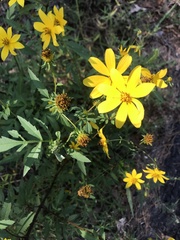 Bidens aristosa