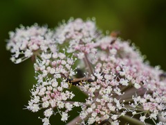Angelica genuflexa
