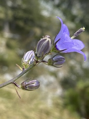 Campanula montenegrina