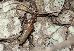 Vesperus luridus