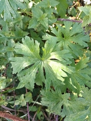 Geranium pratense