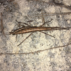 Anisomorpha buprestoides