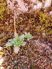 Micranthes ferruginea