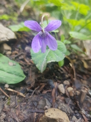 Viola reichenbachiana