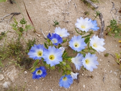 Nolana baccata
