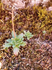 Micranthes ferruginea