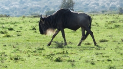 Connochaetes taurinus mearnsi