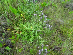 Cirsium arvense integrifolium
