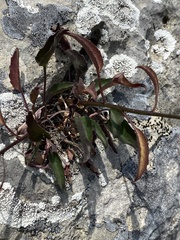Campanula montenegrina