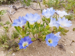 Nolana baccata
