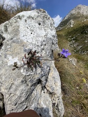 Campanula montenegrina