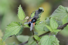 Mesembrina meridiana
