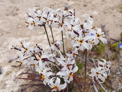 Leucocoryne appendiculata